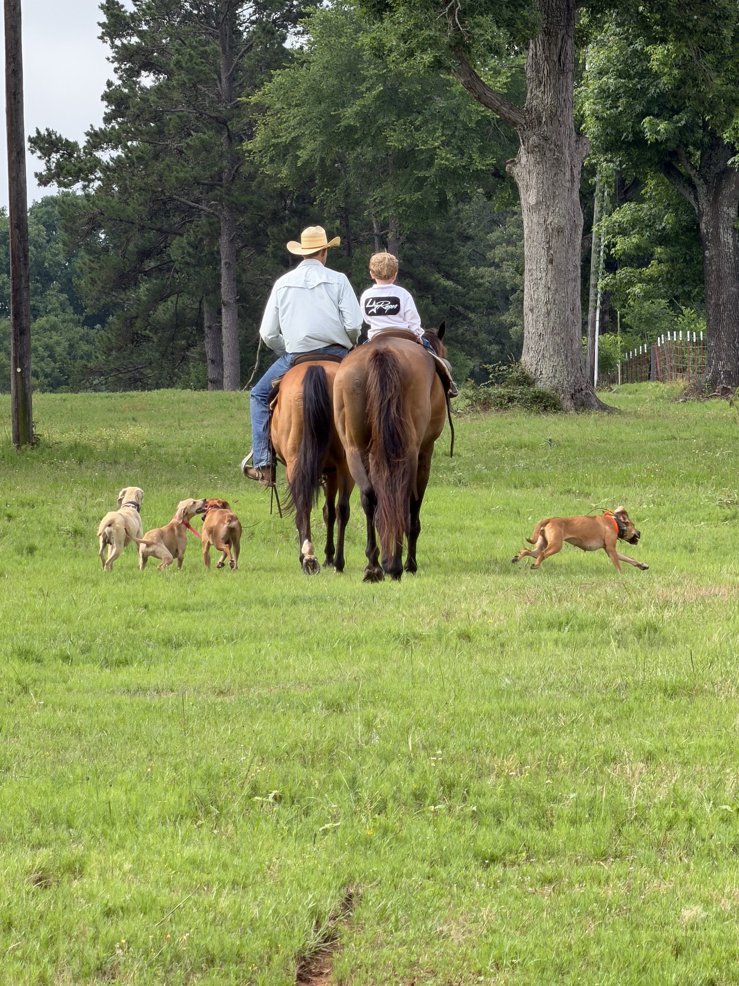 The Reynolds family riding out across the pasture with the dogs